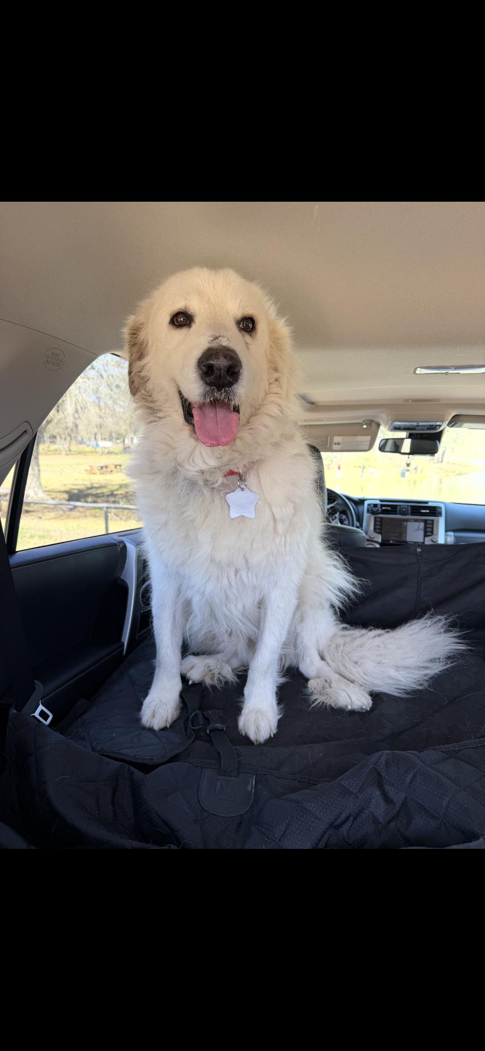 Enlarge Kodiak HTX, a Adoptable Great Pyrenees in Quinlan, TX image 5/6