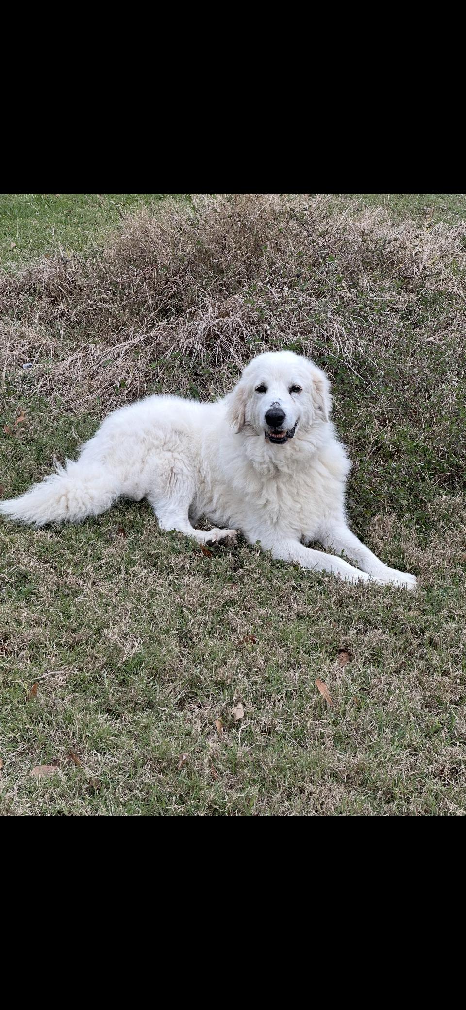 Enlarge Kodiak HTX, a Adoptable Great Pyrenees in Quinlan, TX image 6/6