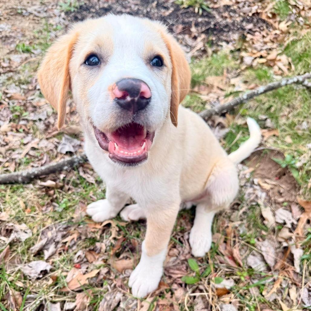 Wolverine, Adoptable, Puppy Male Labrador Retriever & Great Pyrenees.