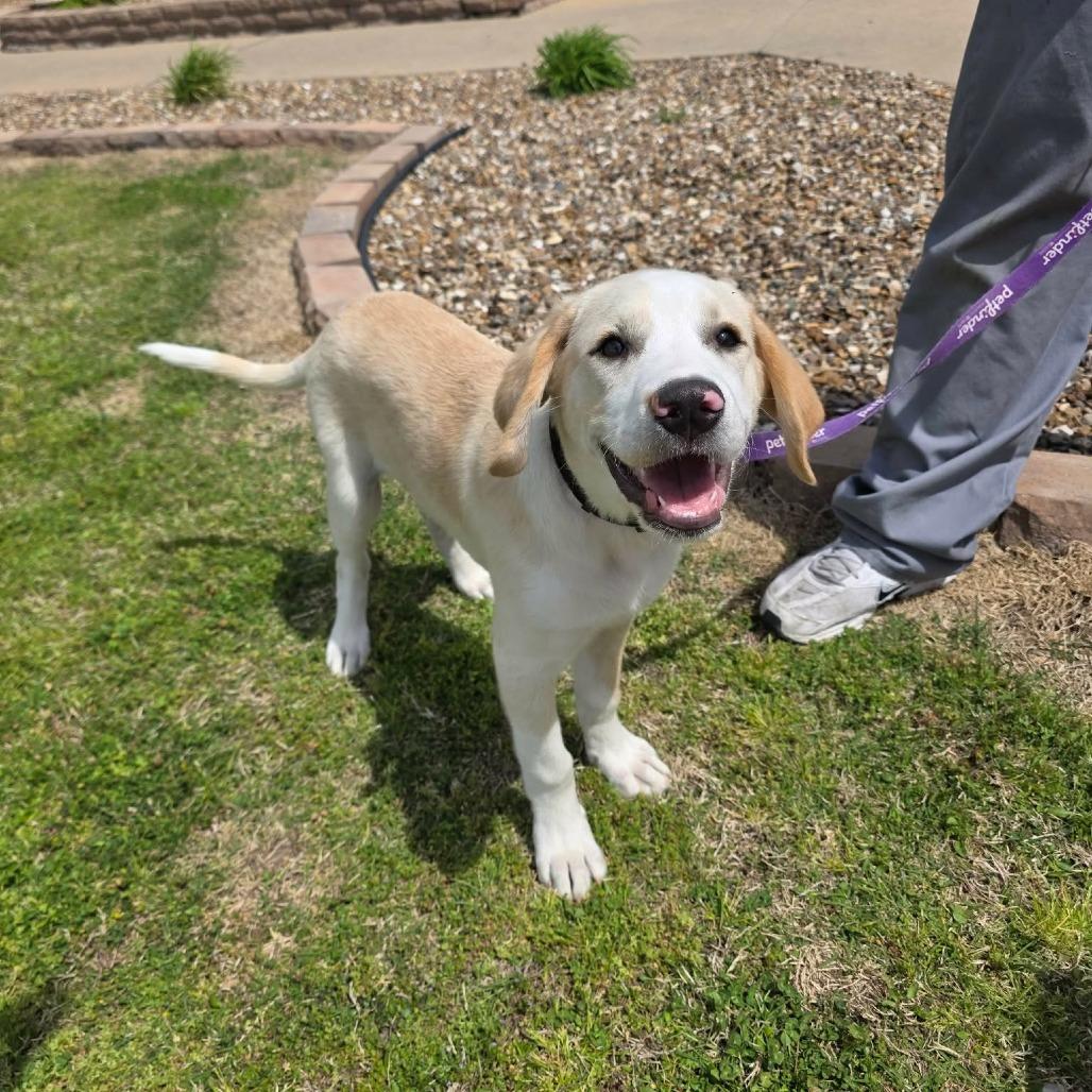 Enlarge Wolverine, a Adoptable mixed breed in Jackson, MO image 2/3