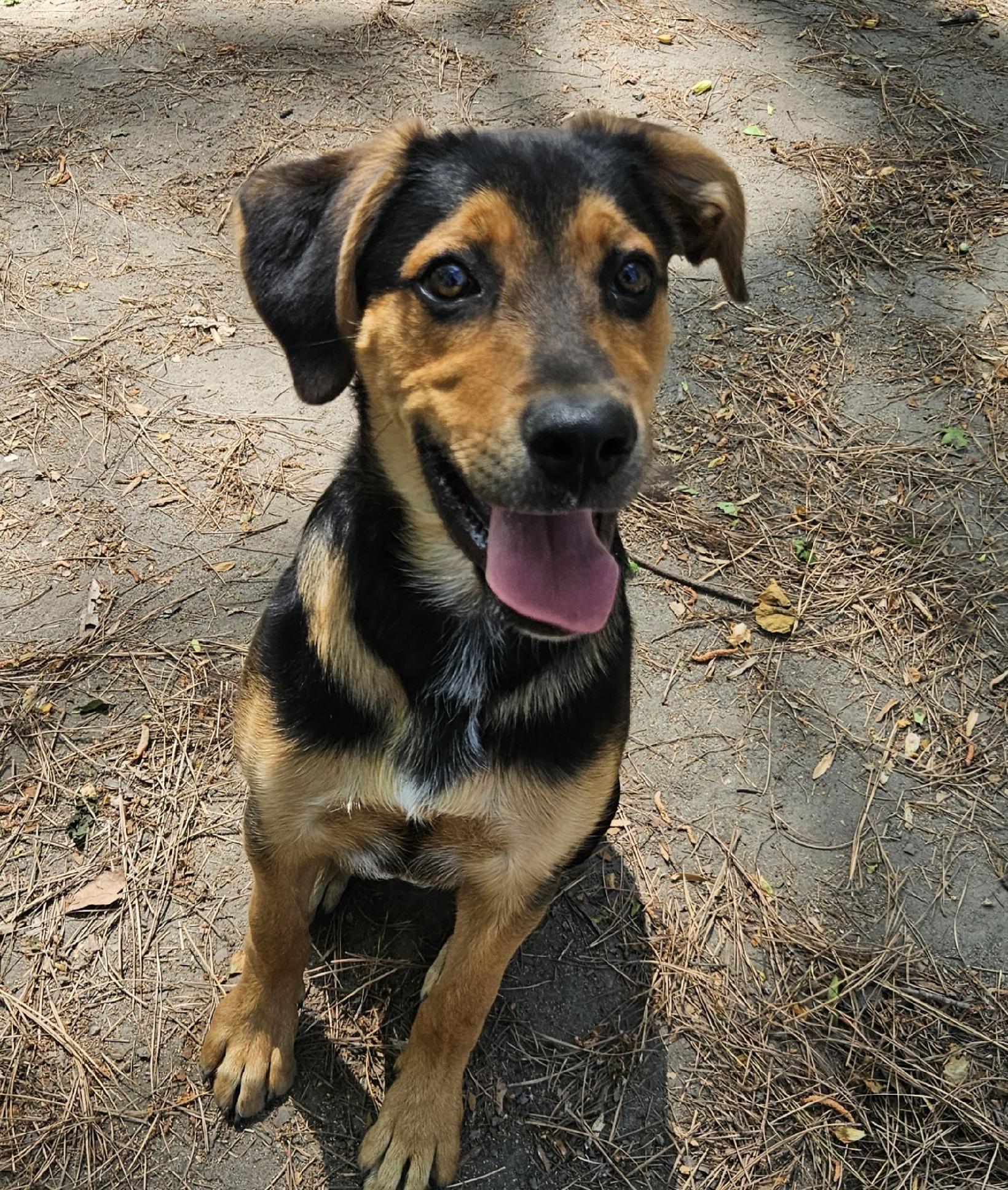 Paddington, a ADOPTABLE mixed breed in Heathsville, VA image 3/4