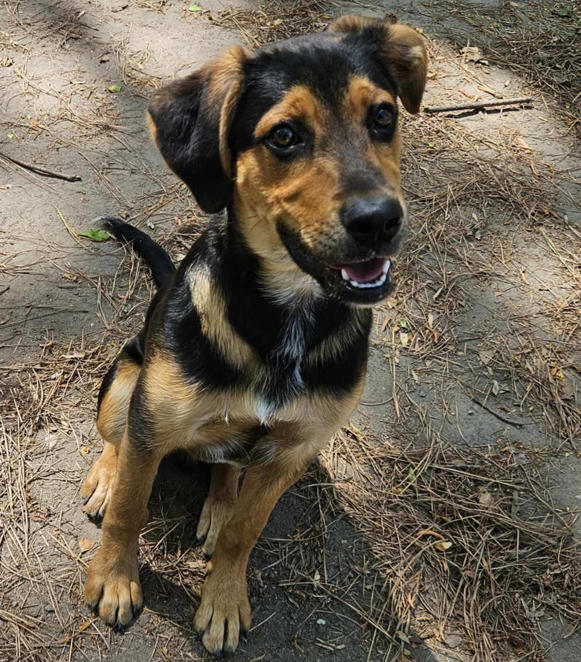 Paddington, a ADOPTABLE mixed breed in Heathsville, VA image 4/4