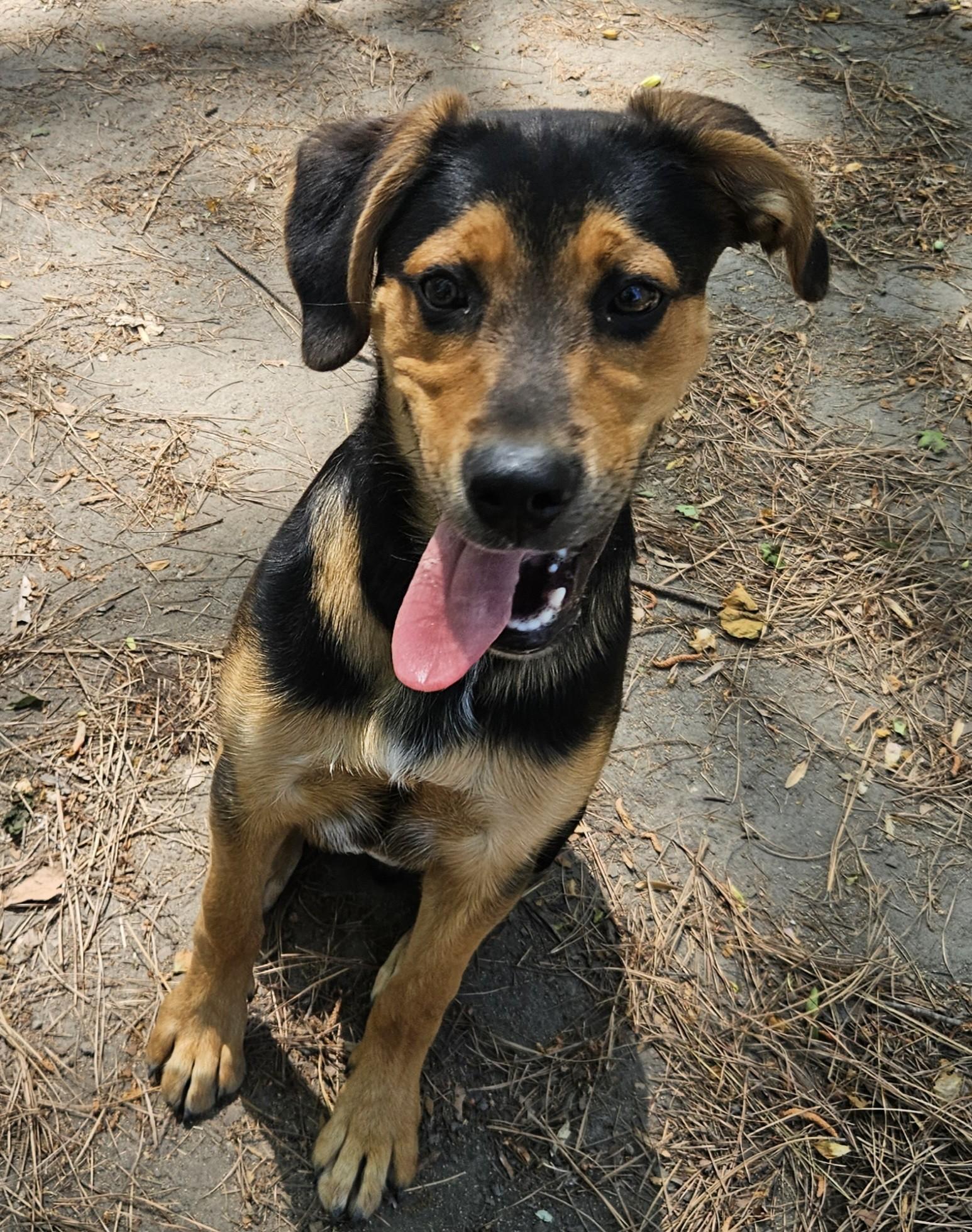 Paddington, a ADOPTABLE mixed breed in Heathsville, VA image 2/4