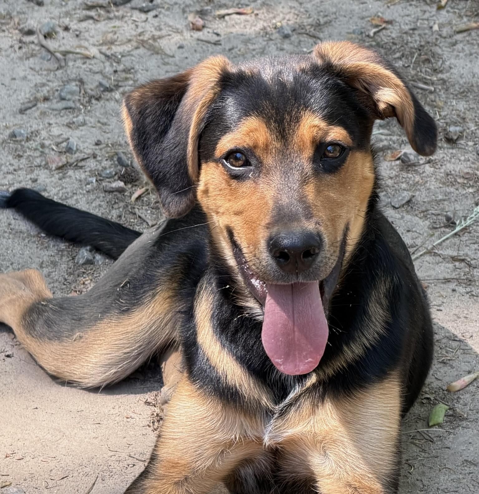 Paddington, a ADOPTABLE mixed breed in Heathsville, VA image 1/4