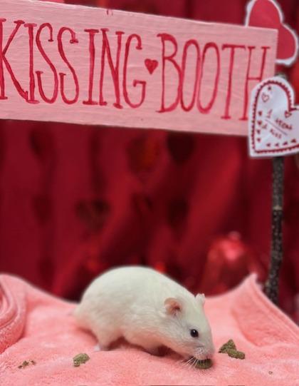 Enlarge Absolom, Ruler of Flame, a Adoptable Hamster in Eugene, OR image 1/3