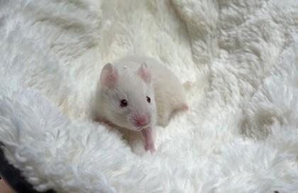 Absolom, Ruler of Flame, Adoptable, Baby Male Hamster.