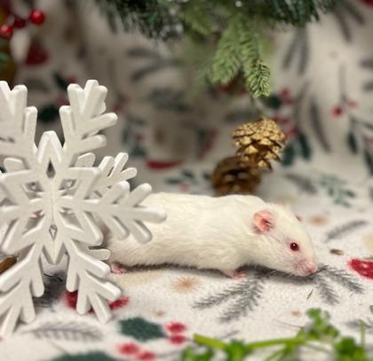 Enlarge Absolom, Ruler of Flame, a Adoptable Hamster in Eugene, OR image 2/3