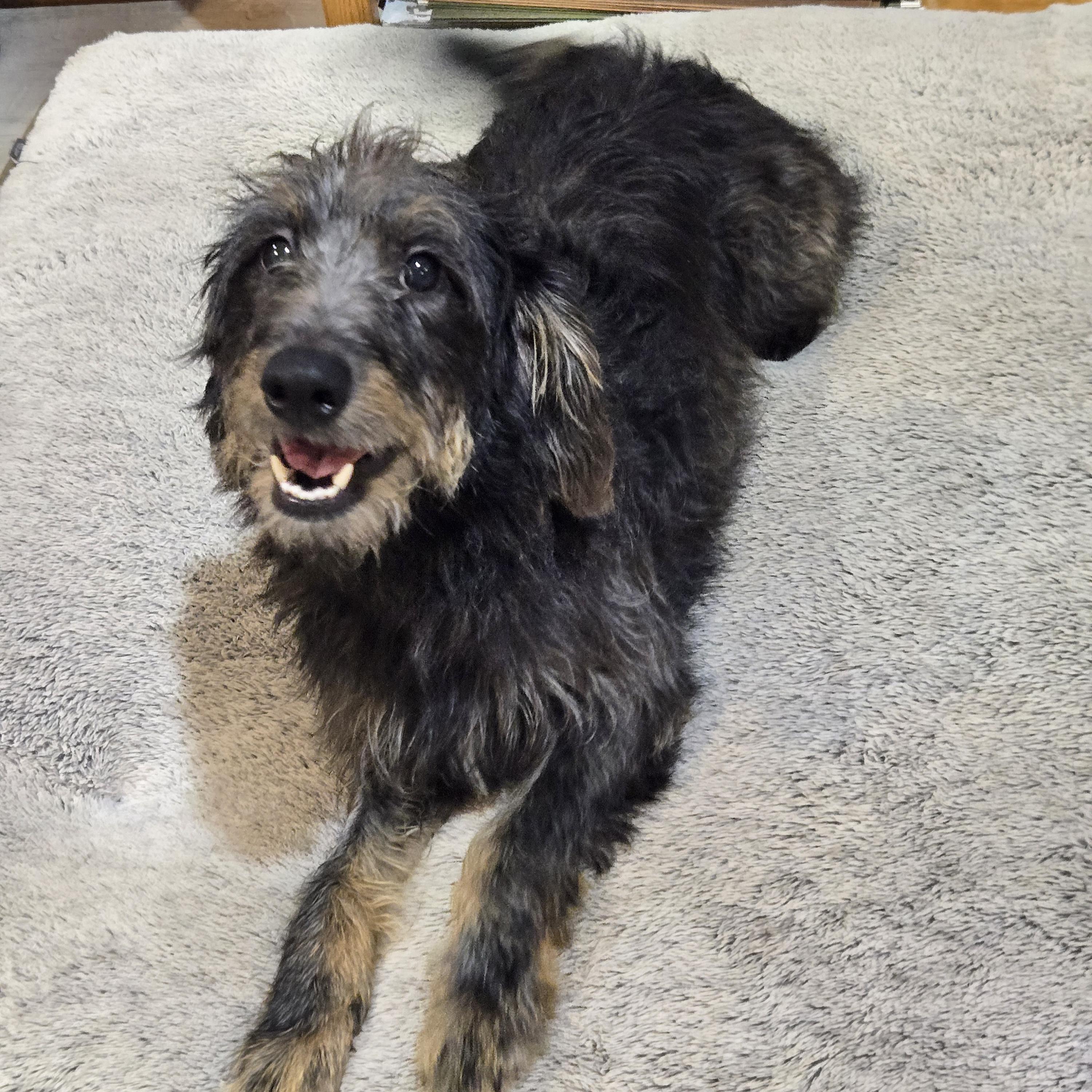 Enlarge Babs, a Adopted mixed breed in Normal, IL image 3/6
