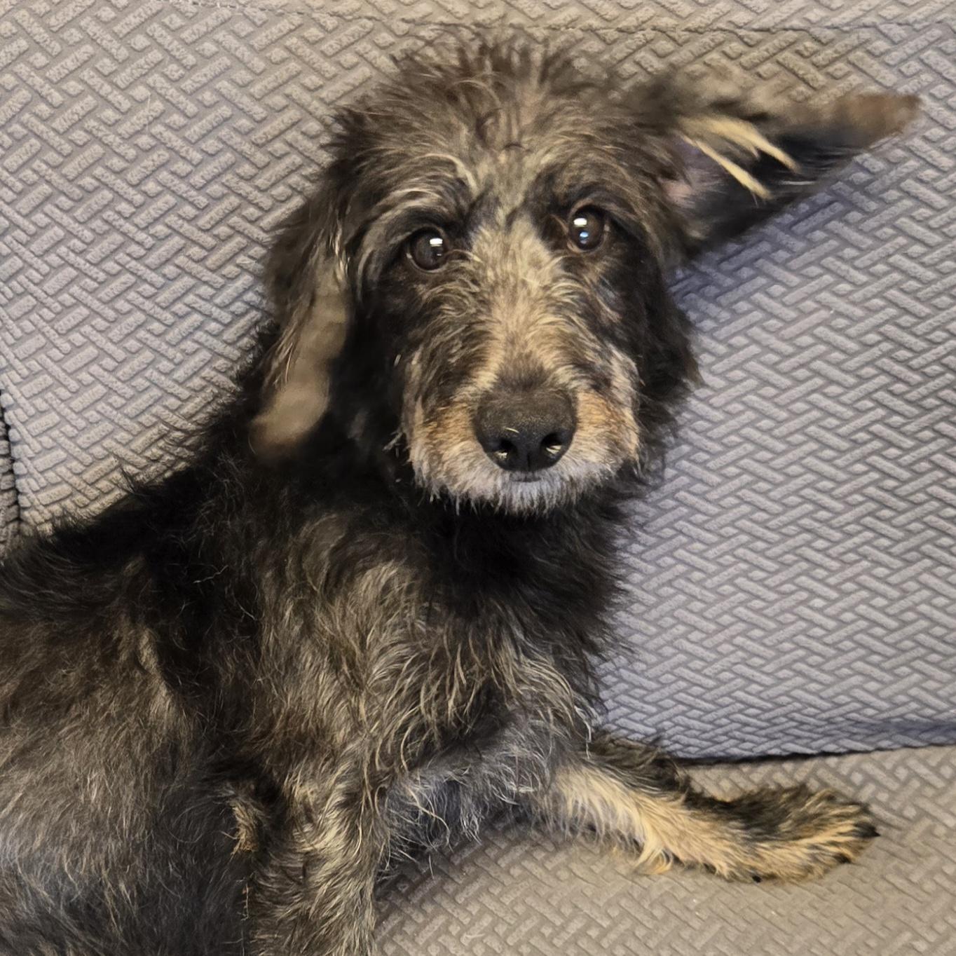 Enlarge Babs, a Adopted mixed breed in Normal, IL image 6/6