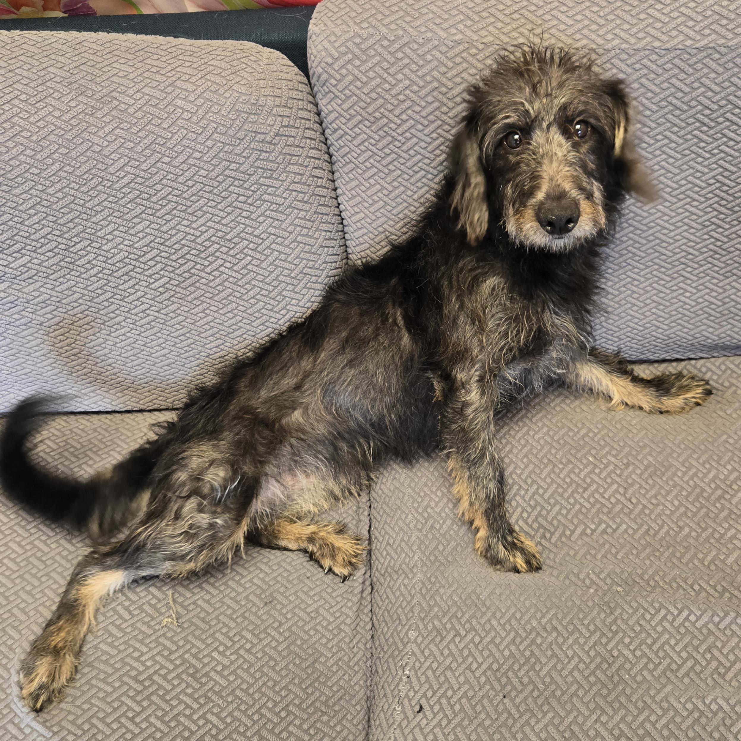 Enlarge Babs, a Adopted mixed breed in Normal, IL image 4/6