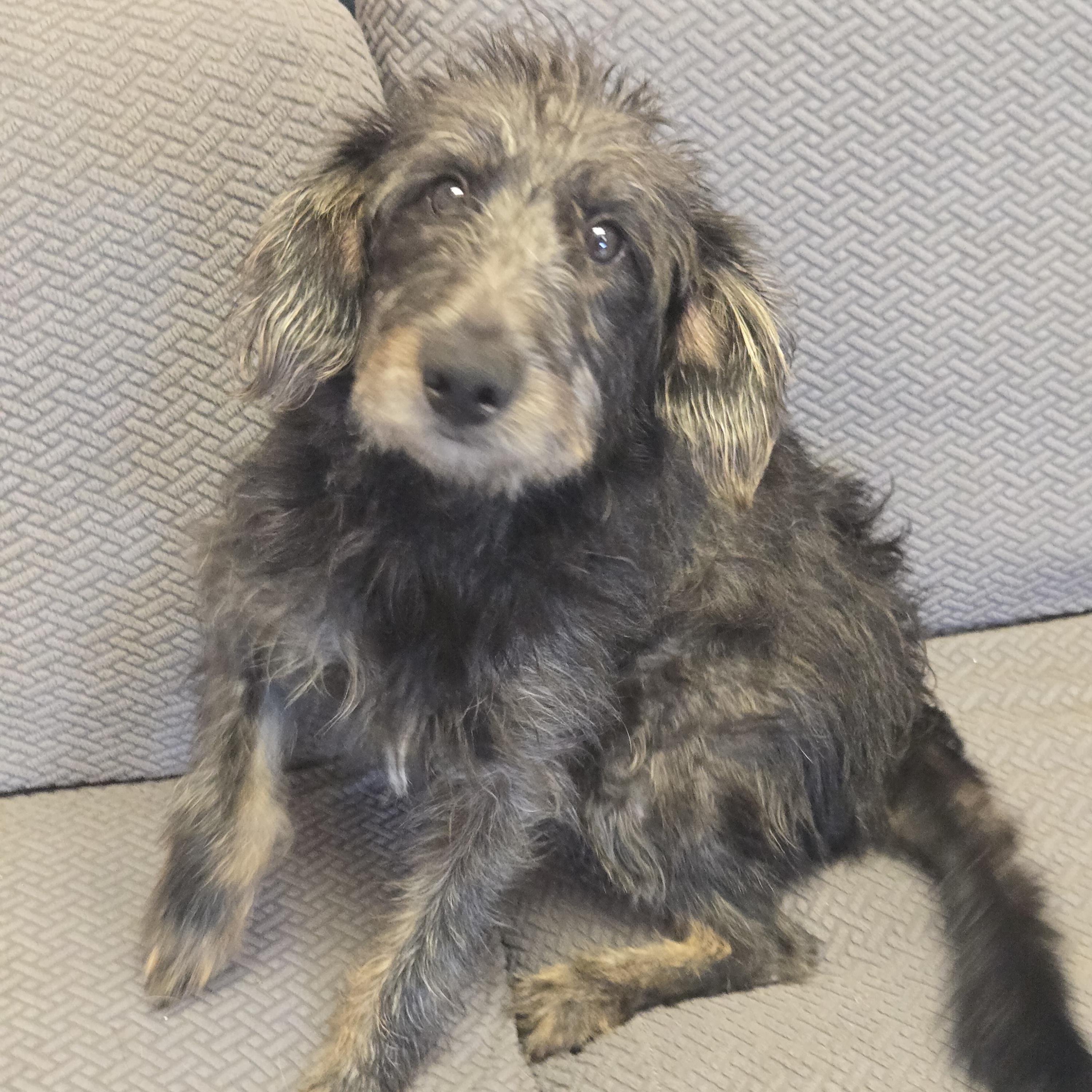 Enlarge Babs, a Adopted mixed breed in Normal, IL image 5/6