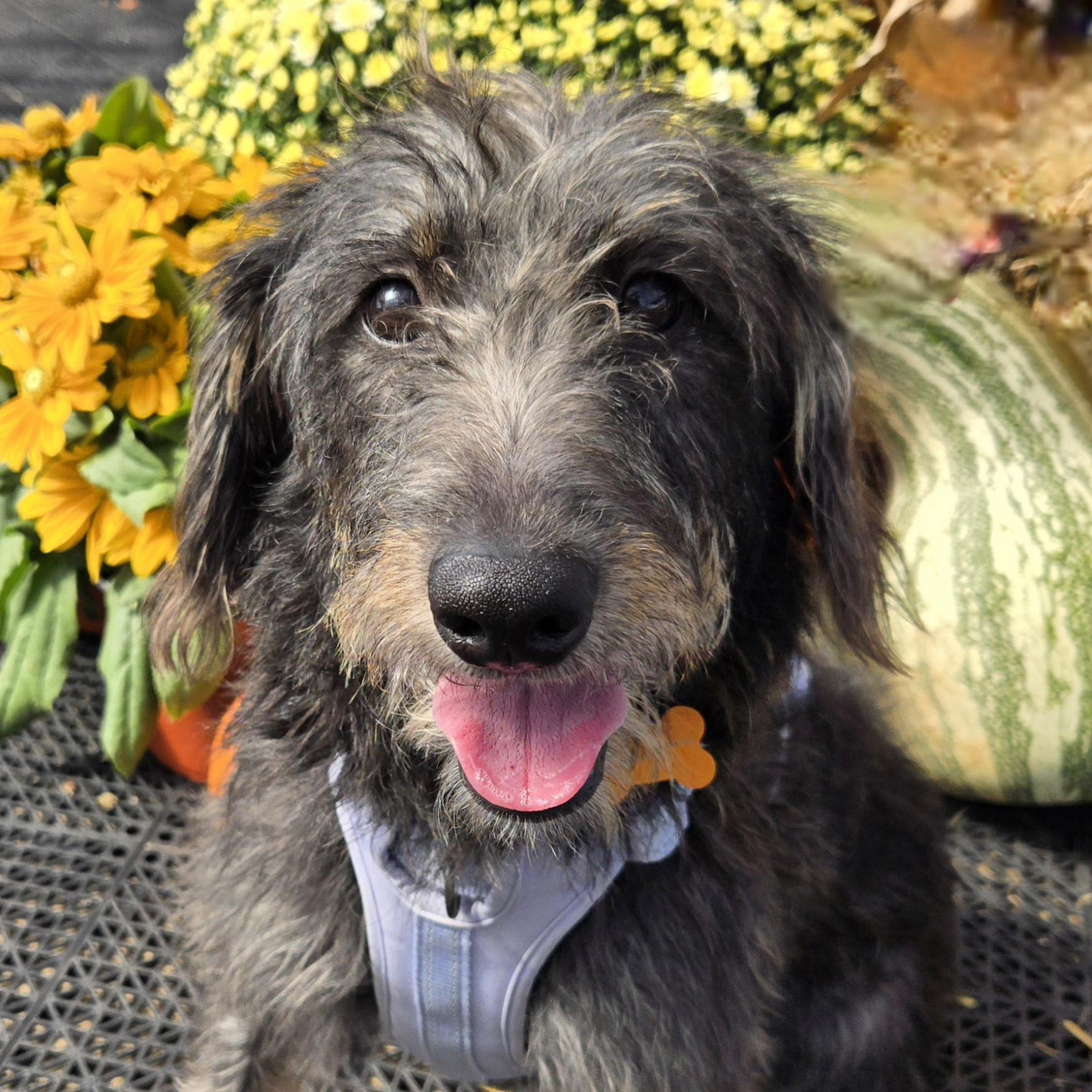 Enlarge Babs, a Adopted mixed breed in Normal, IL image 1/6