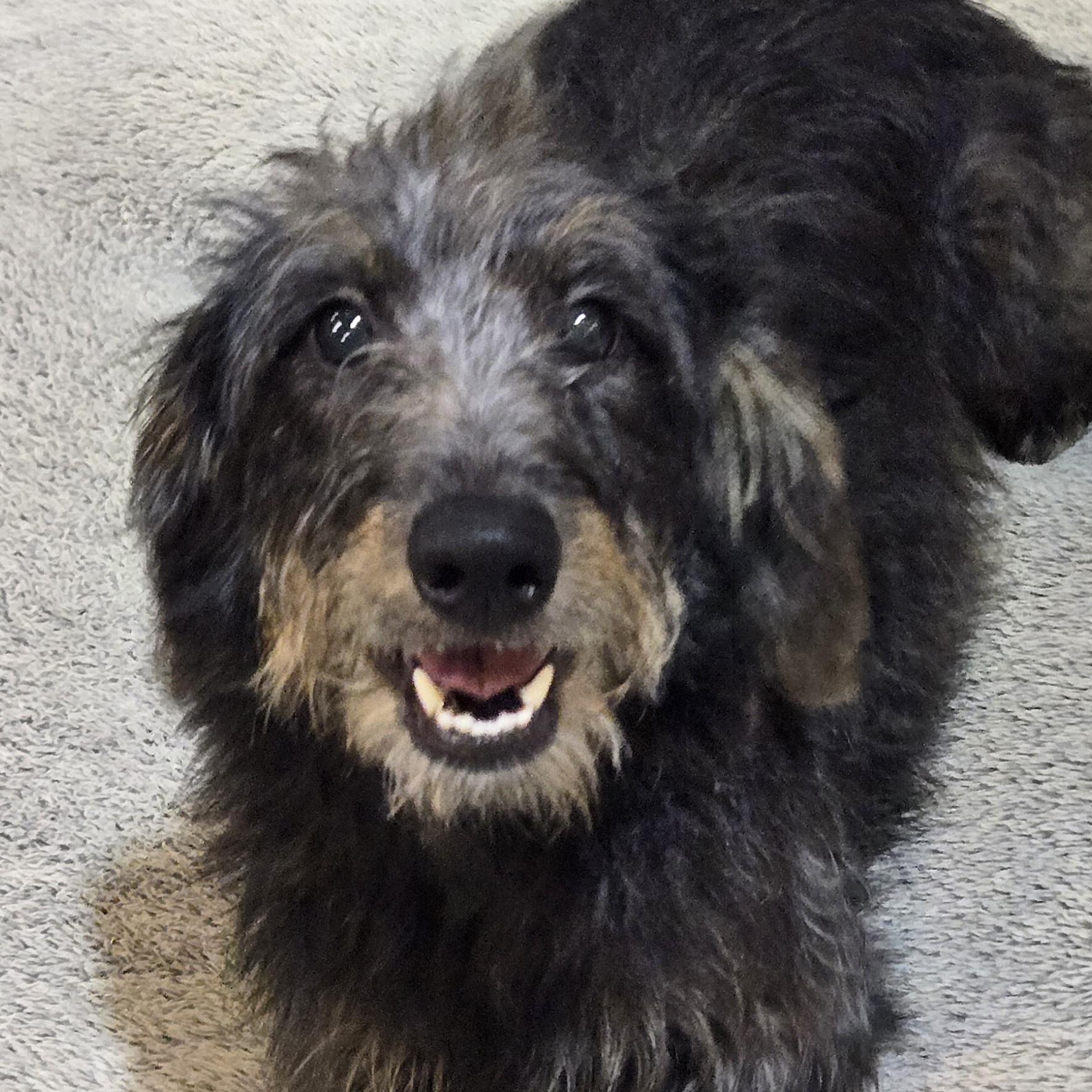 Enlarge Babs, a Adopted mixed breed in Normal, IL image 2/6