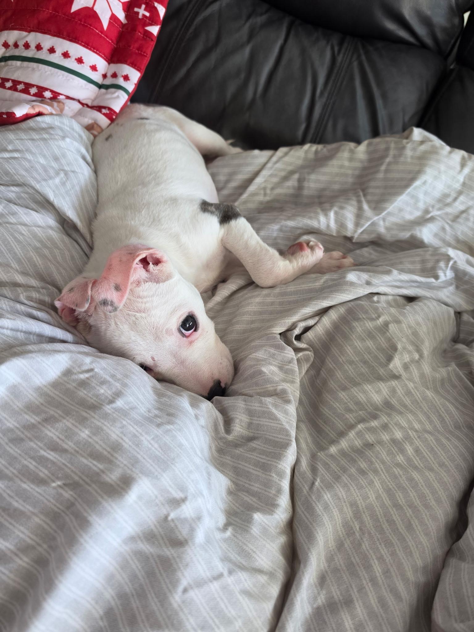 Pearl, an adopted Mixed Breed in Athens, NY image 5/6