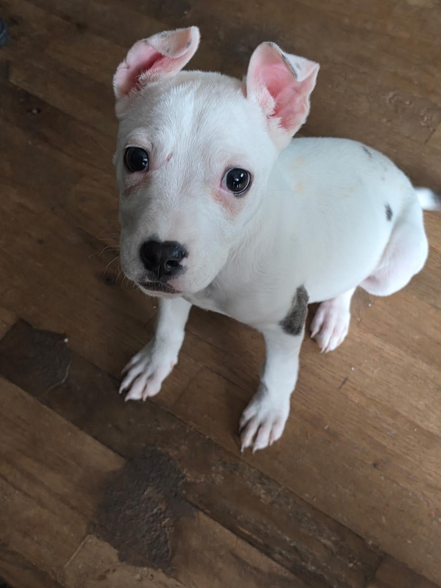 Pearl, an adopted Mixed Breed in Athens, NY image 6/6