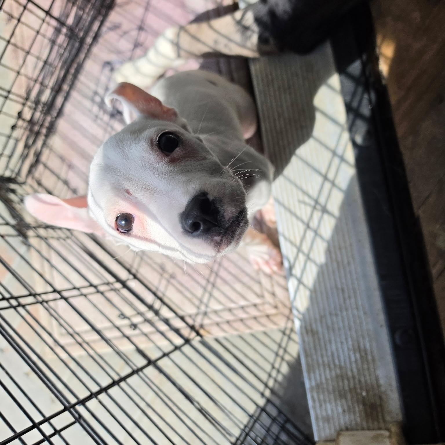 Pearl, an adopted Mixed Breed in Athens, NY image 3/6