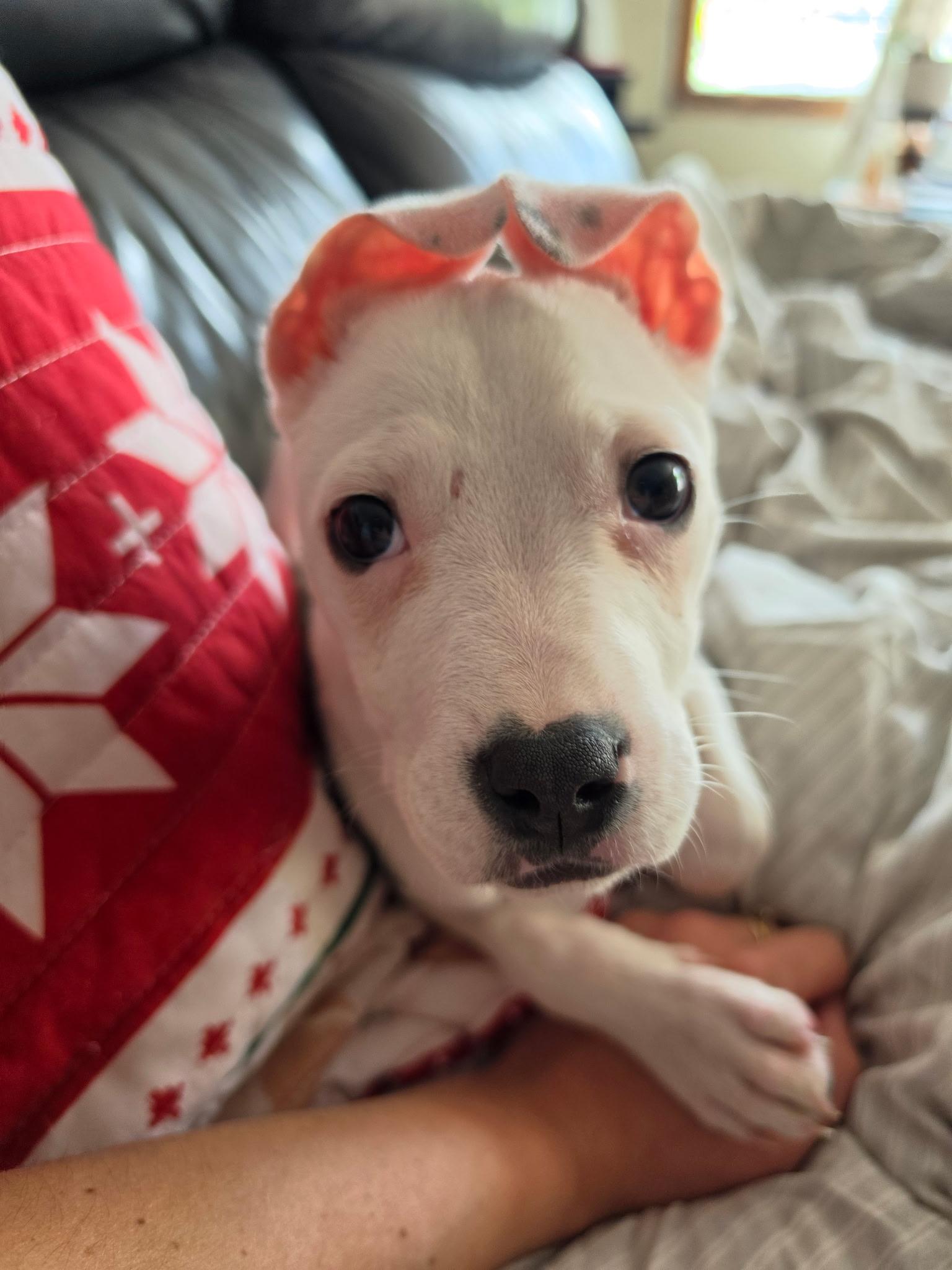 Pearl, an adopted Mixed Breed in Athens, NY image 2/6