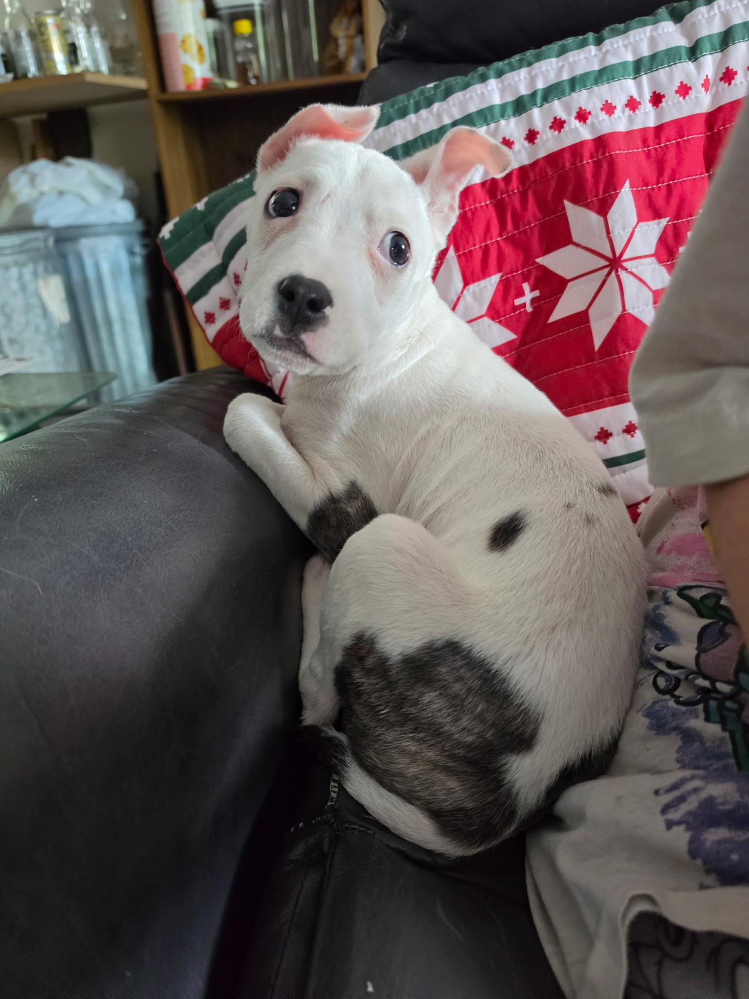 Pearl, an adopted Mixed Breed in Athens, NY image 4/6