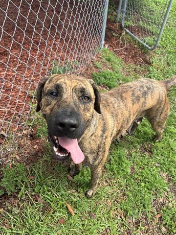 JETTA, Adoptable, Adult Female Labrador Retriever & Mixed Breed.