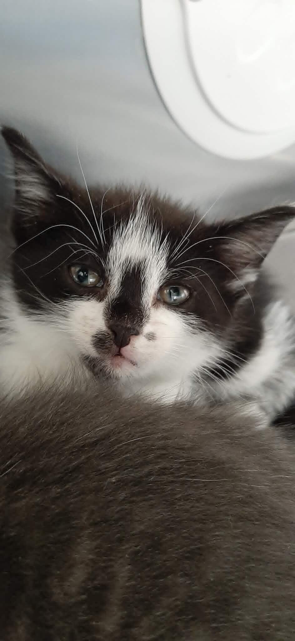 Lucy, Adoptable, Kitten Female Domestic Short Hair & Domestic Short Hair.