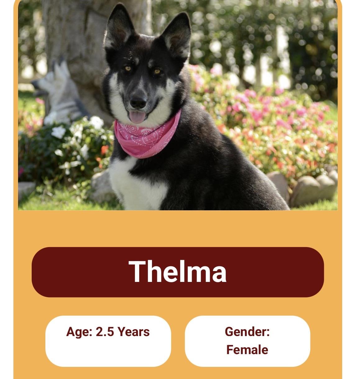 Thelma and Louise Contact Sylva, Adoptable, Young Female German Shepherd Dog & Husky.
