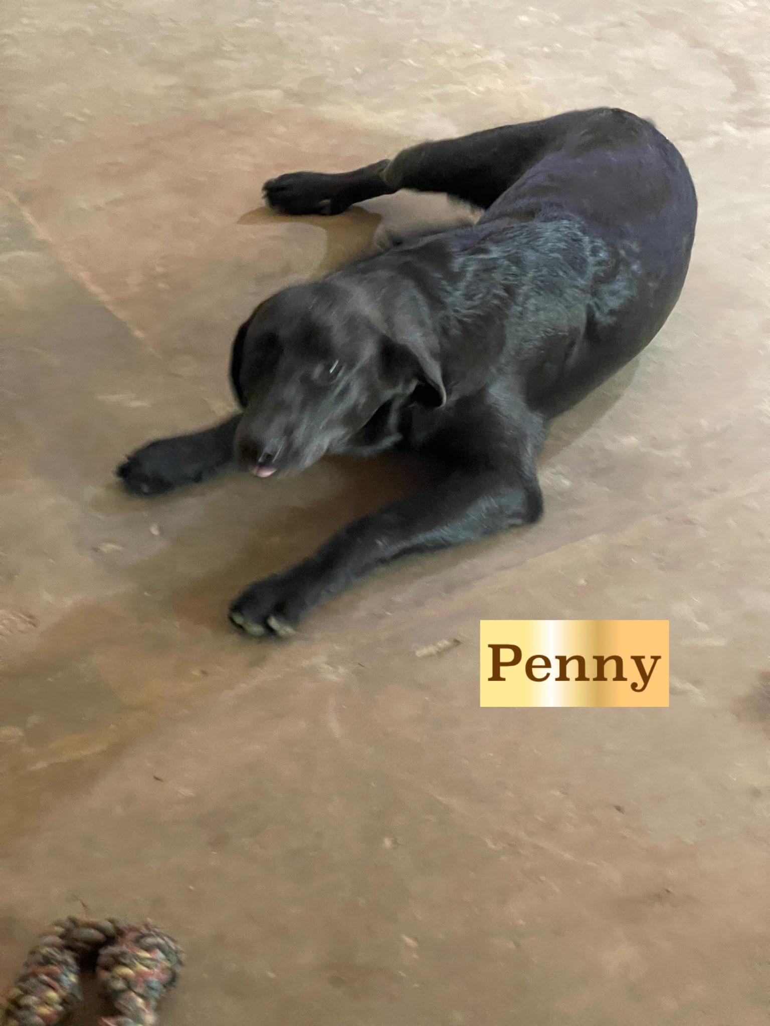 Penny
