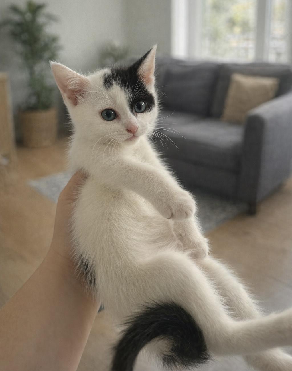 Enlarge Bolt, a ADOPTABLE Domestic Short Hair in Bethel, CT image 2/6