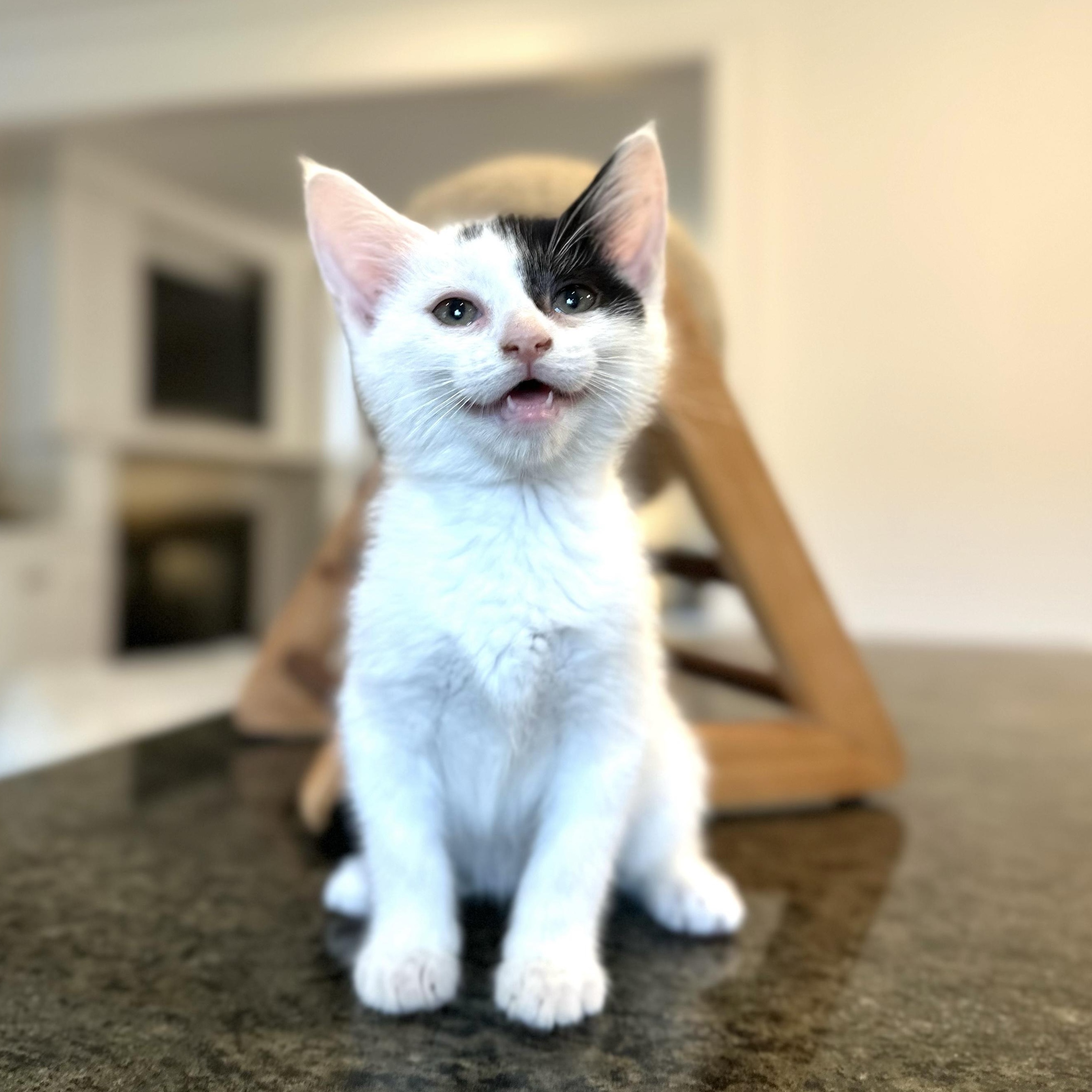 Bolt, adopted, Kitten Female Domestic Short Hair.