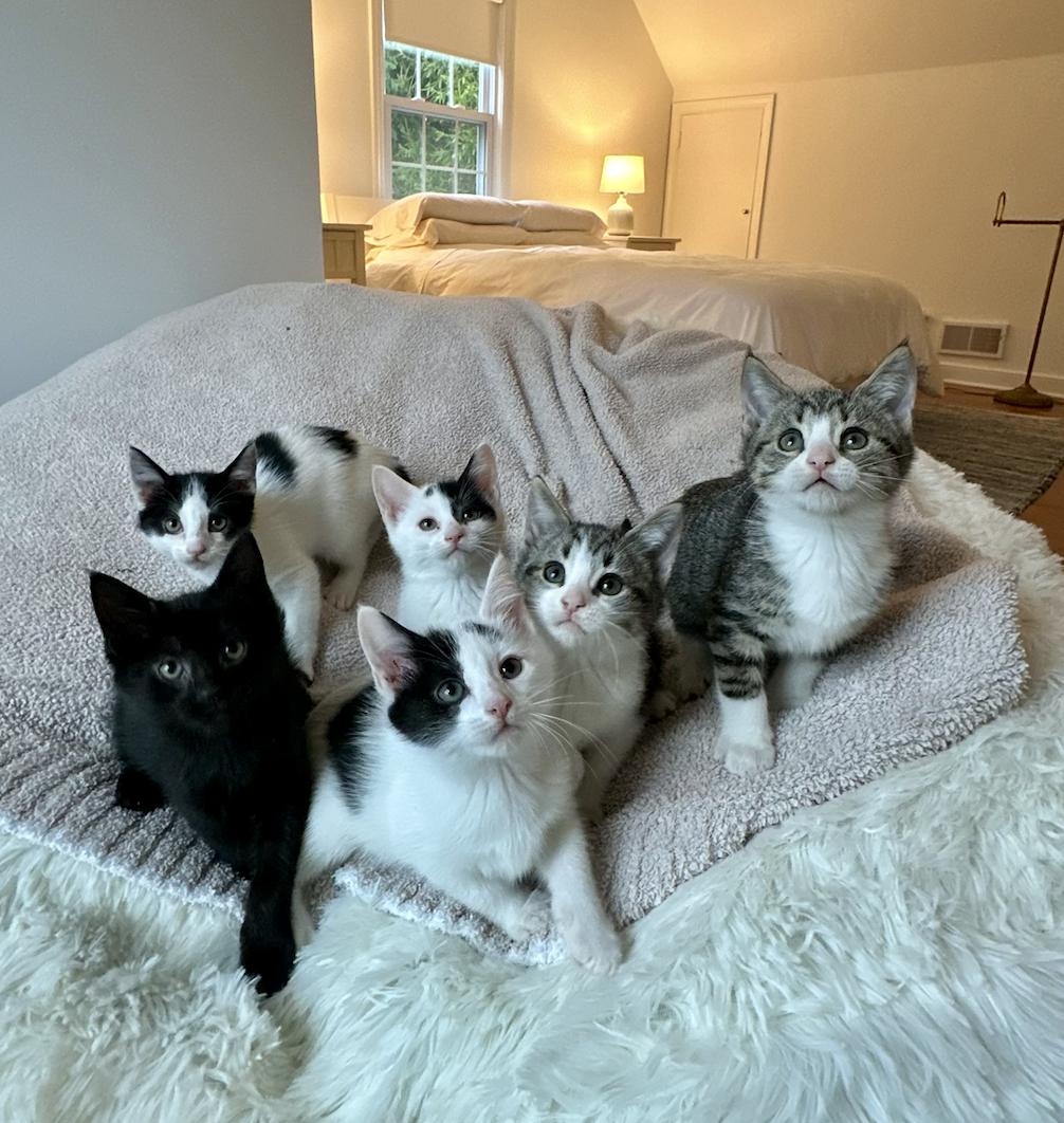 Enlarge Bolt, a ADOPTABLE Domestic Short Hair in Bethel, CT image 4/6