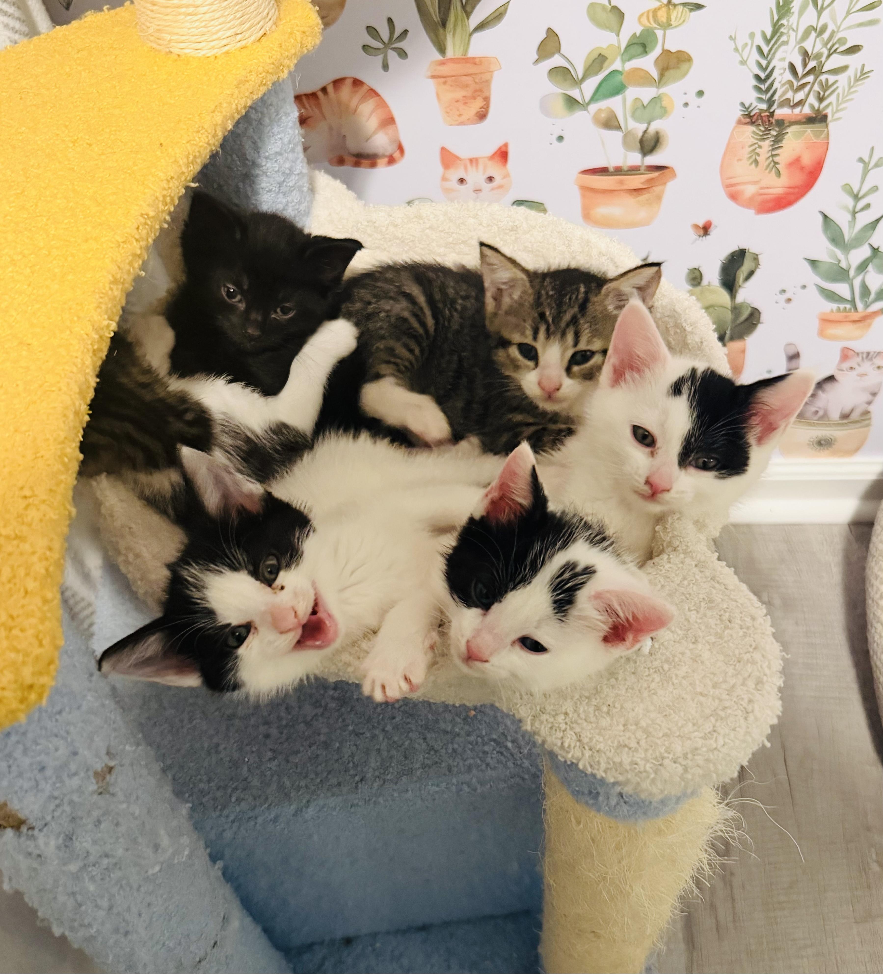 Enlarge Bolt, a ADOPTABLE Domestic Short Hair in Bethel, CT image 3/6