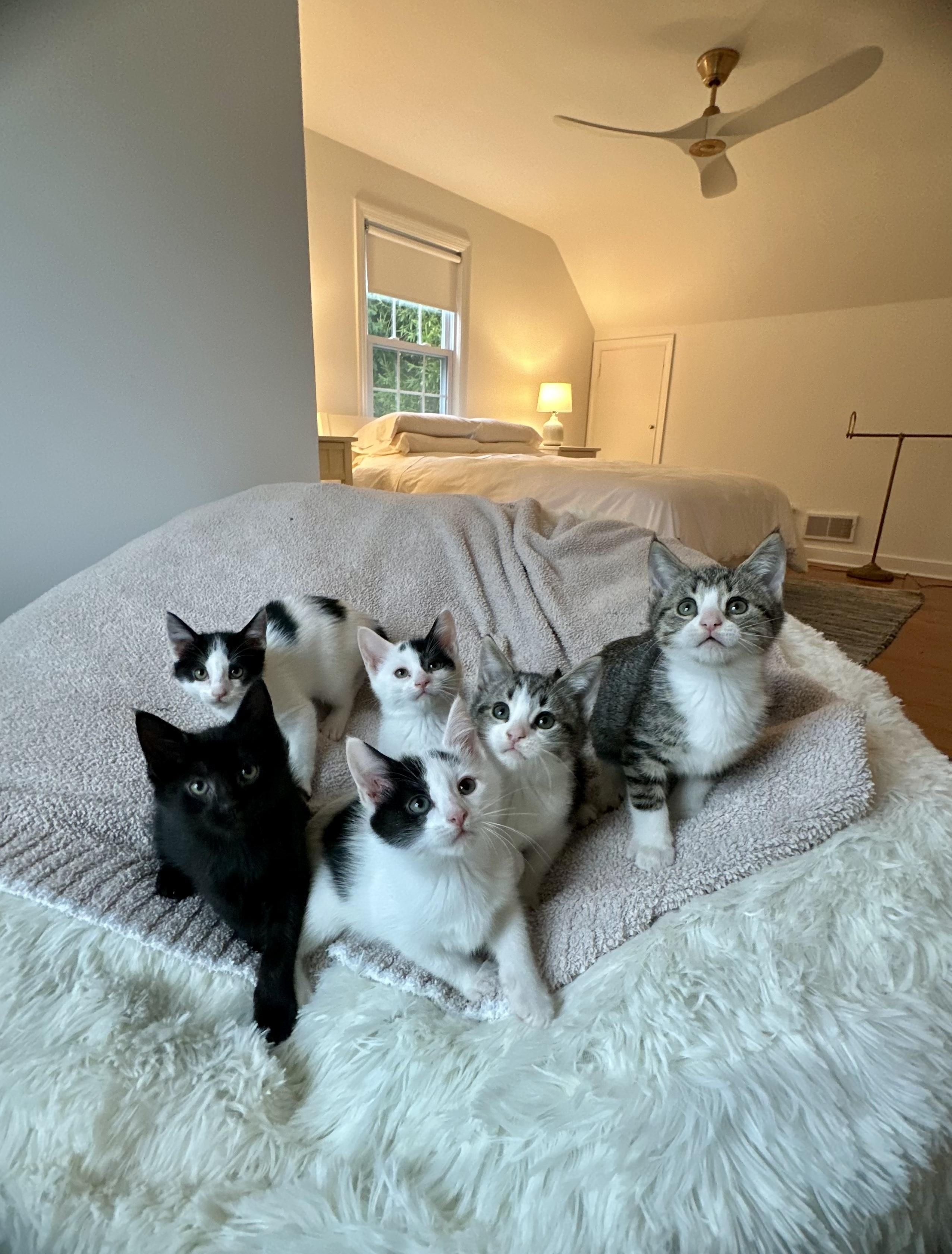 Enlarge Bolt, a ADOPTABLE Domestic Short Hair in Bethel, CT image 6/6