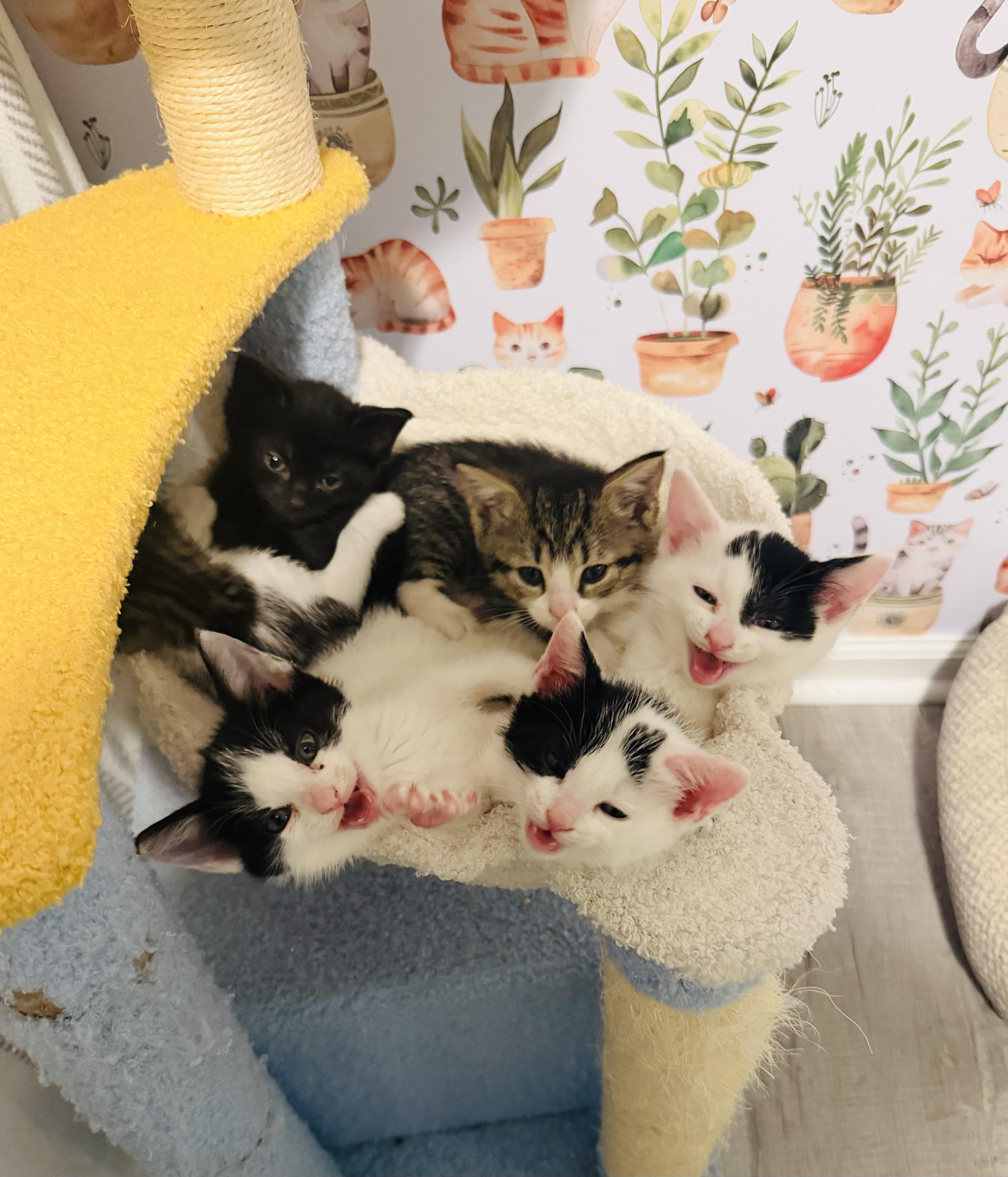 Enlarge Bolt, a ADOPTABLE Domestic Short Hair in Bethel, CT image 5/6