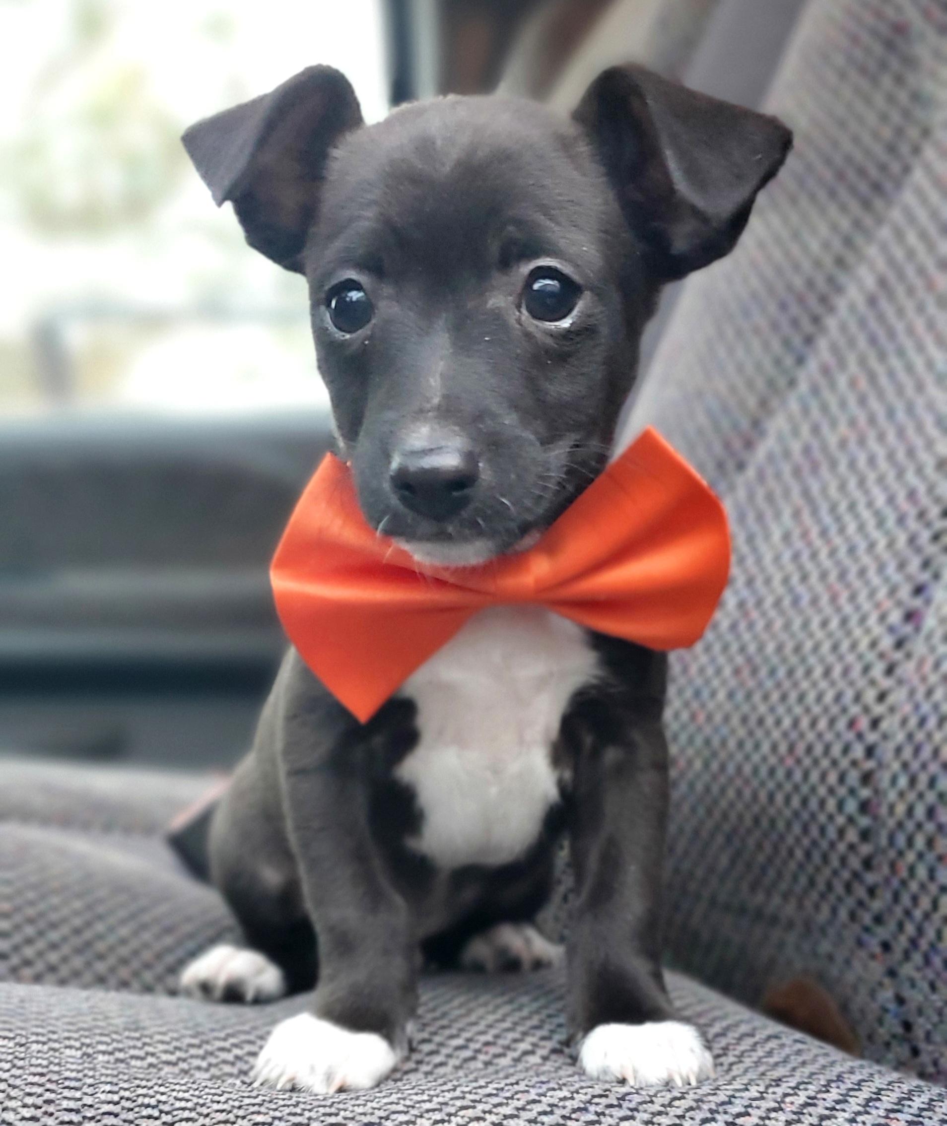 Enlarge Paco, a Adoptable mixed breed in Charlotte , NC image 1/6