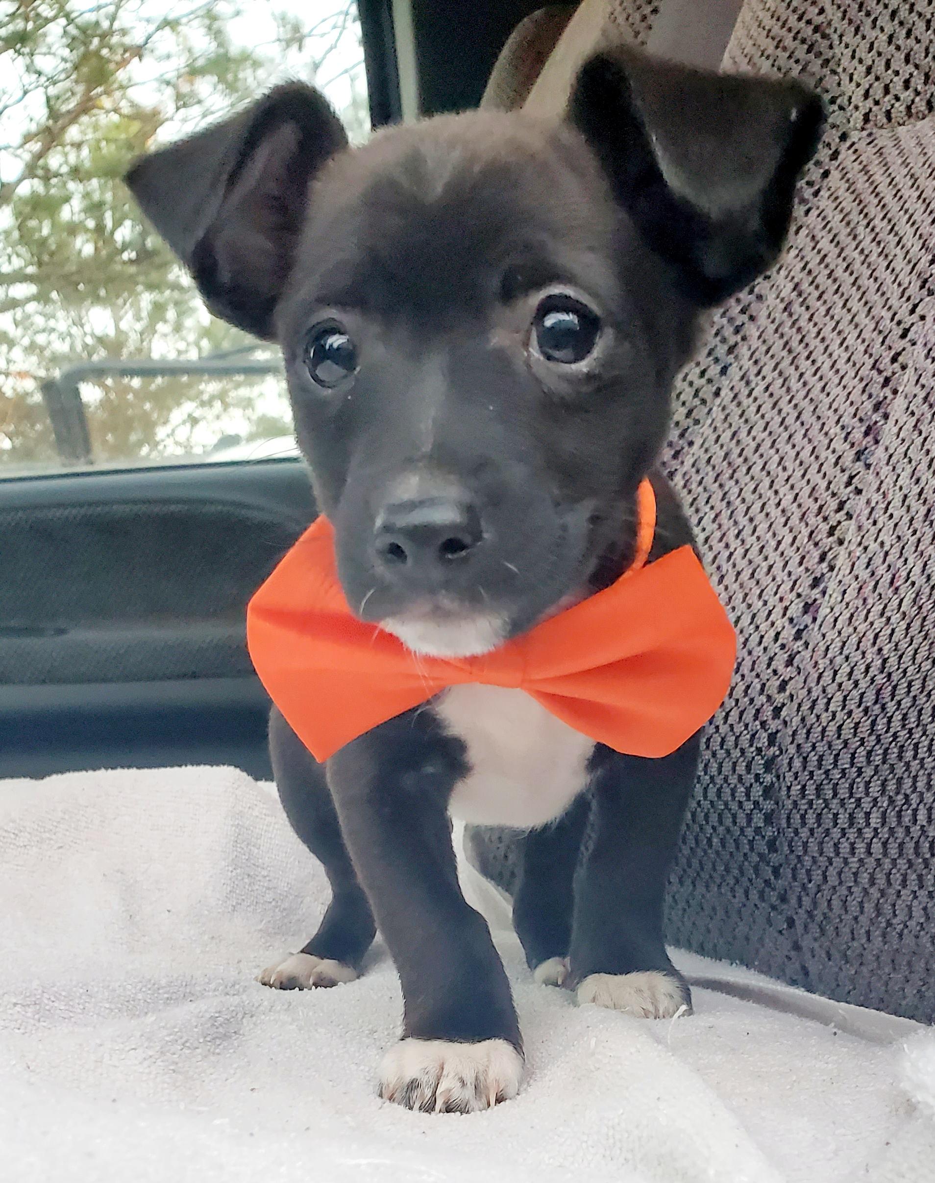 Enlarge Paco, a Adoptable mixed breed in Charlotte , NC image 5/6