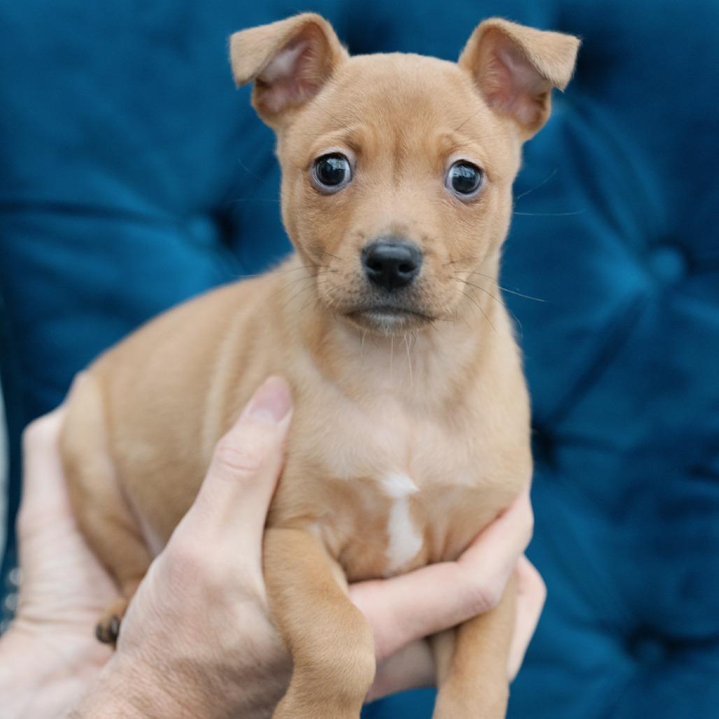 Fae, ADOPTABLE, Puppy Female Mixed Breed.
