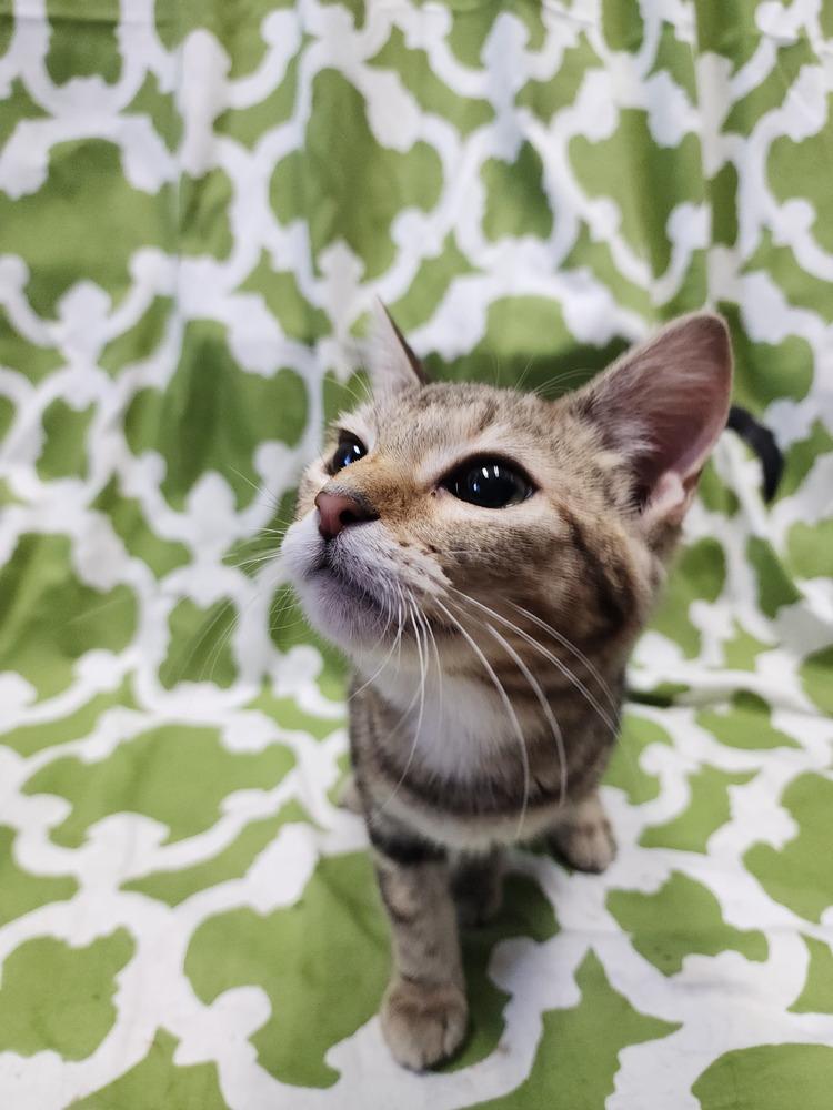 Princess Zotz, Adoptable, Kitten Female Domestic Short Hair.