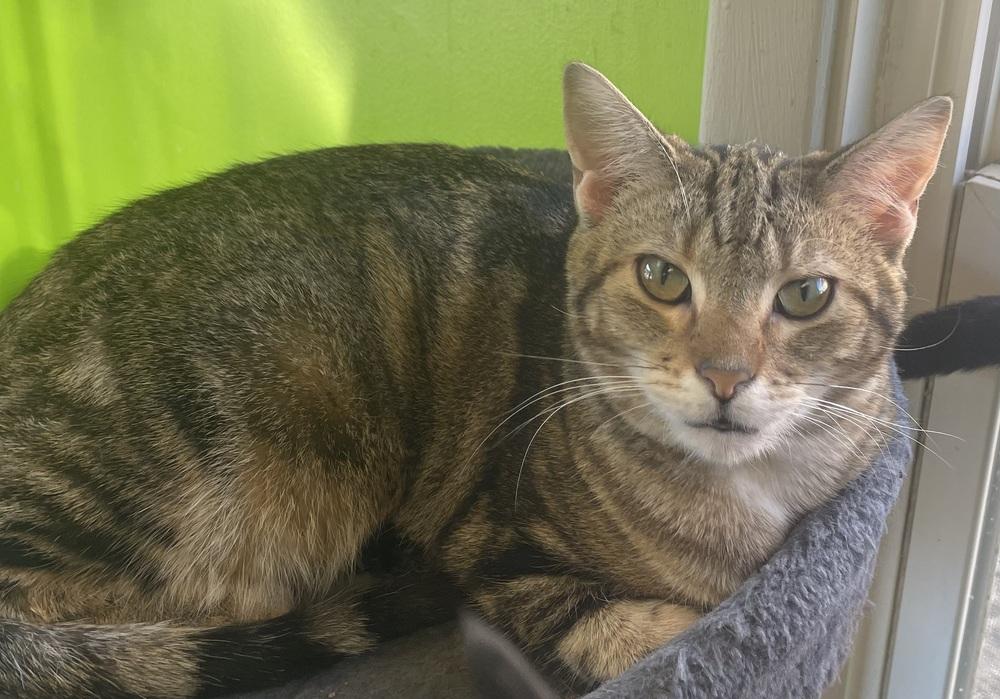 Enlarge Princess Zotz, a Adoptable Domestic Short Hair in Evansville, IN image 3/6