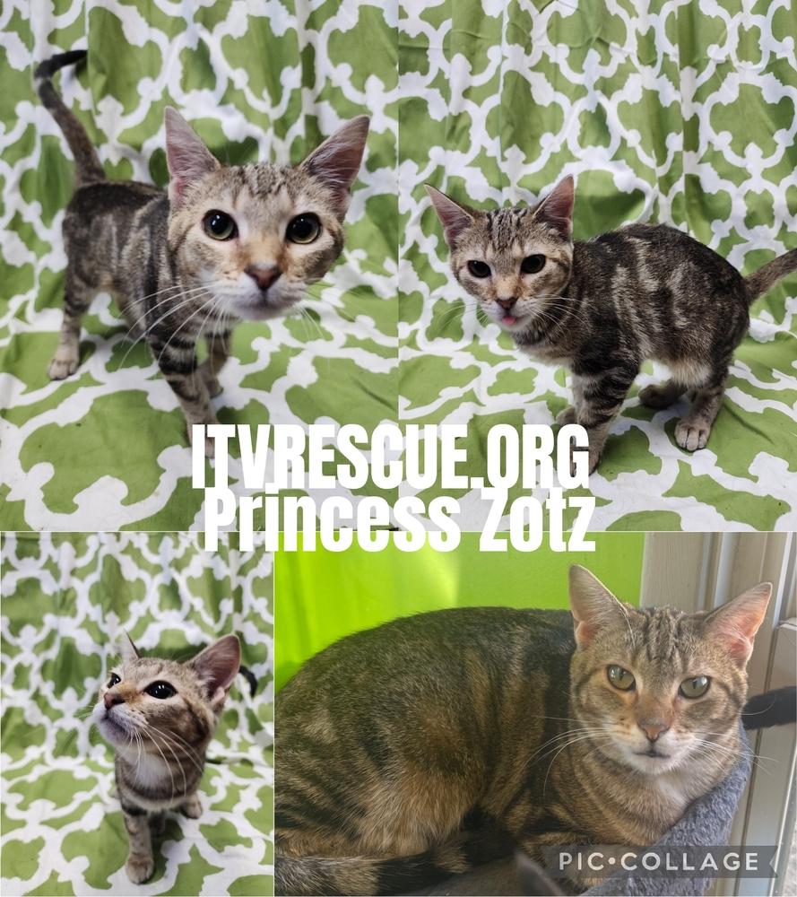 Enlarge Princess Zotz, a Adoptable Domestic Short Hair in Evansville, IN image 3/6