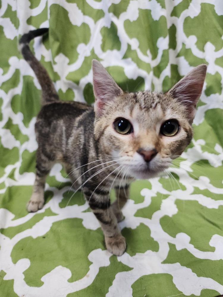 Enlarge Princess Zotz, a Adoptable Domestic Short Hair in Evansville, IN image 4/6