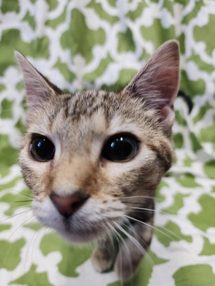 Enlarge Princess Zotz, a Adoptable Domestic Short Hair in Evansville, IN image 5/6