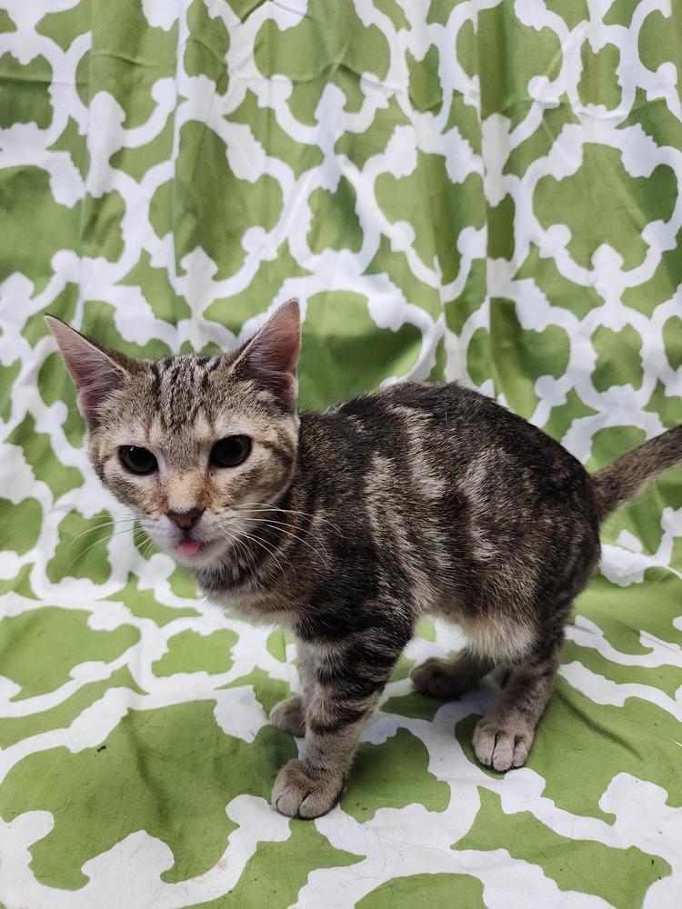 Enlarge Princess Zotz, a Adoptable Domestic Short Hair in Evansville, IN image 6/6