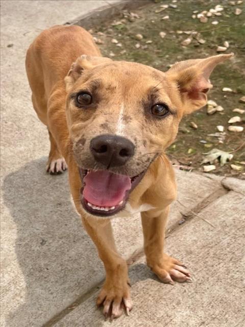 Enlarge CHUCKY, a Adoptable mixed breed in Tulsa, OK image 1/1