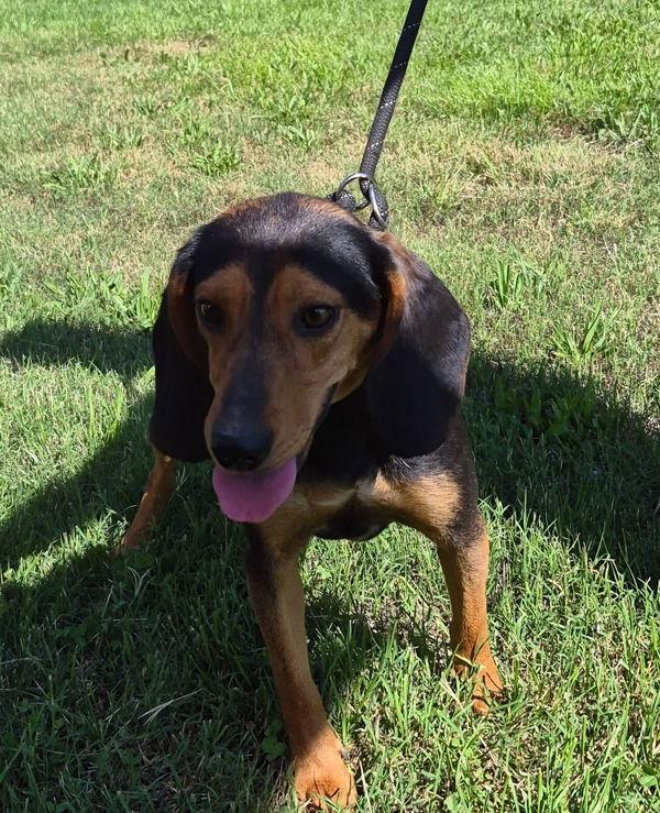 Enlarge Tamera, a Adoptable mixed breed in Morristown, TN image 1/2
