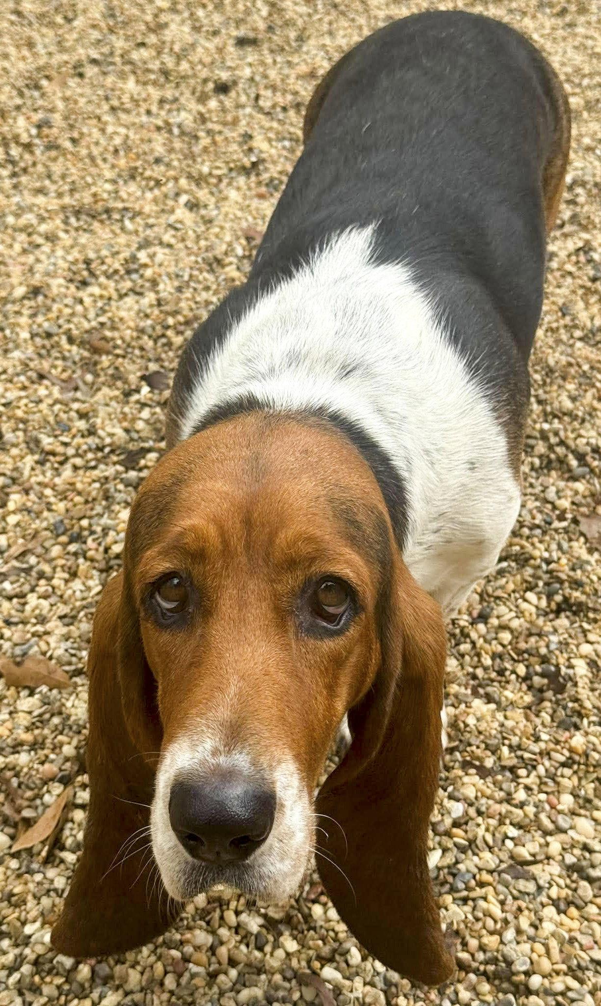 Enlarge MISSY, a Adoptable Basset Hound in Mays Landing, NJ image 2/3