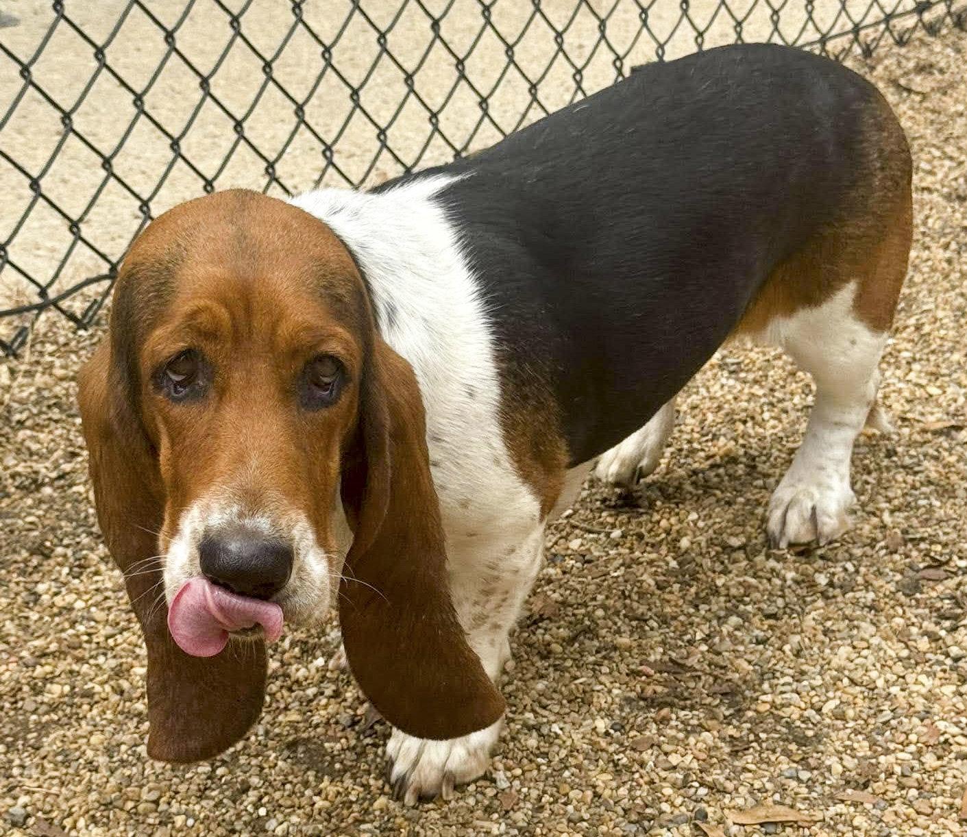 Enlarge MISSY, a Adoptable Basset Hound in Mays Landing, NJ image 3/3