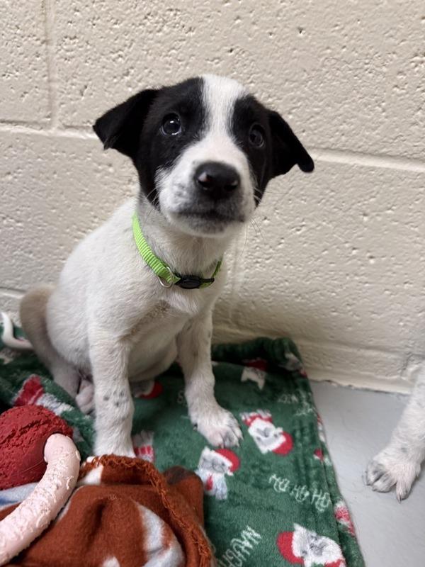 Wilhelm, Adoptable, Puppy Male Mixed Breed.