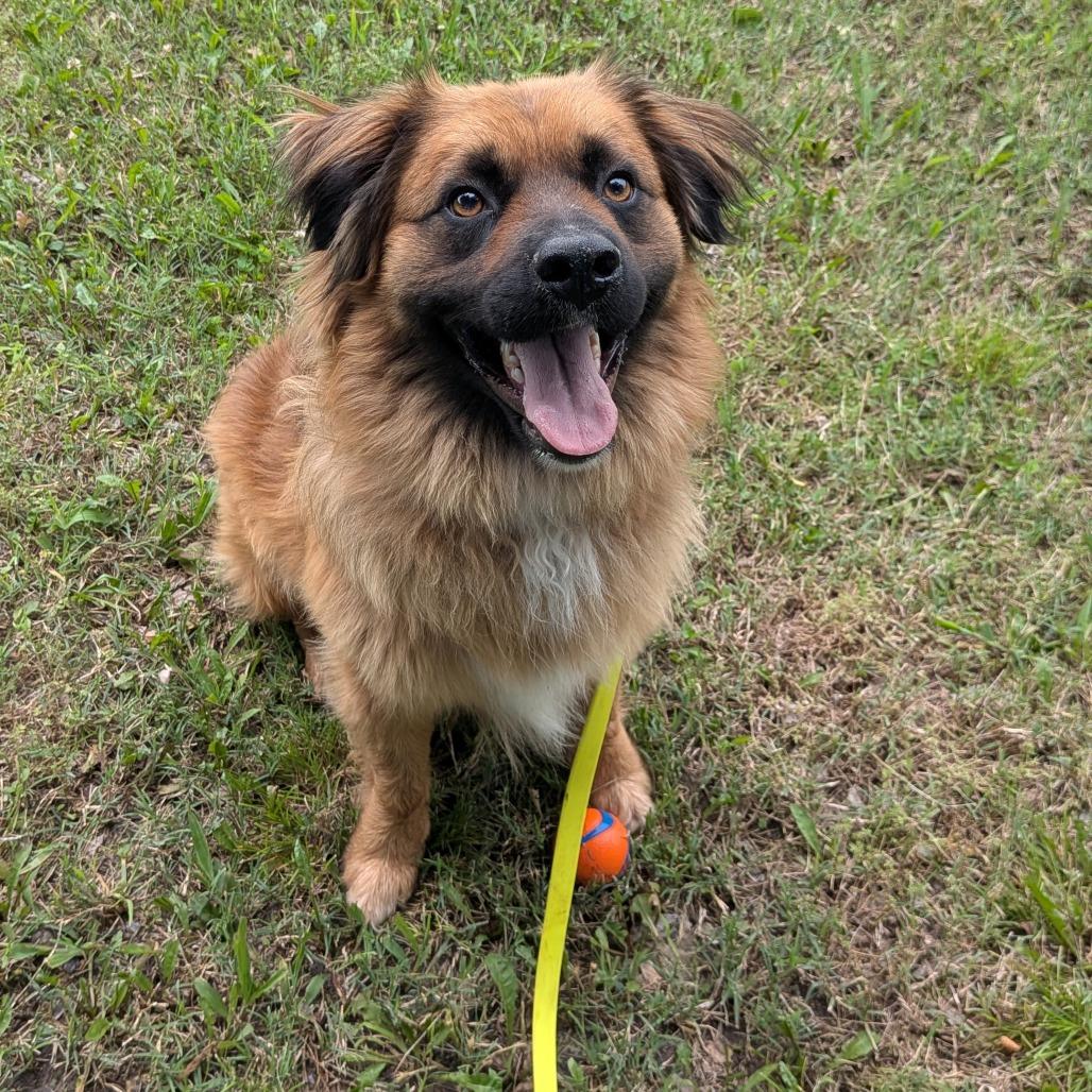 Chuck, a Adoptable mixed breed in Tulsa, OK image 1/6