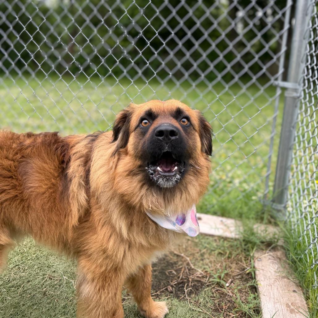 Chuck, a Adoptable mixed breed in Tulsa, OK image 2/6