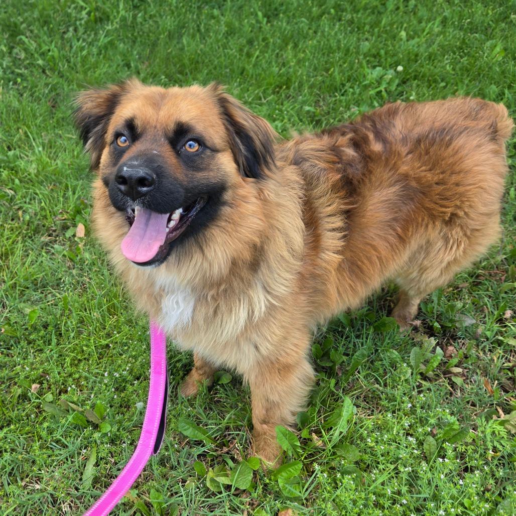 Chuck, a Adoptable mixed breed in Tulsa, OK image 3/6