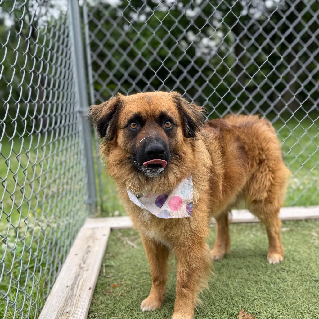 Chuck, a Adoptable mixed breed in Tulsa, OK image 4/6